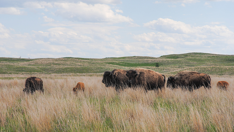 Bison on prairie