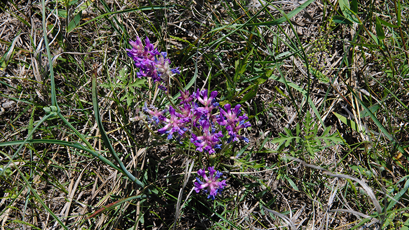 prairie flowers