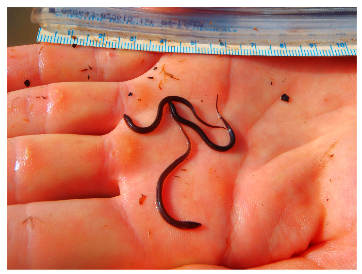 Young-of-year Asian swamp eels from a marsh adjacent to the Chattahoochee River, GA