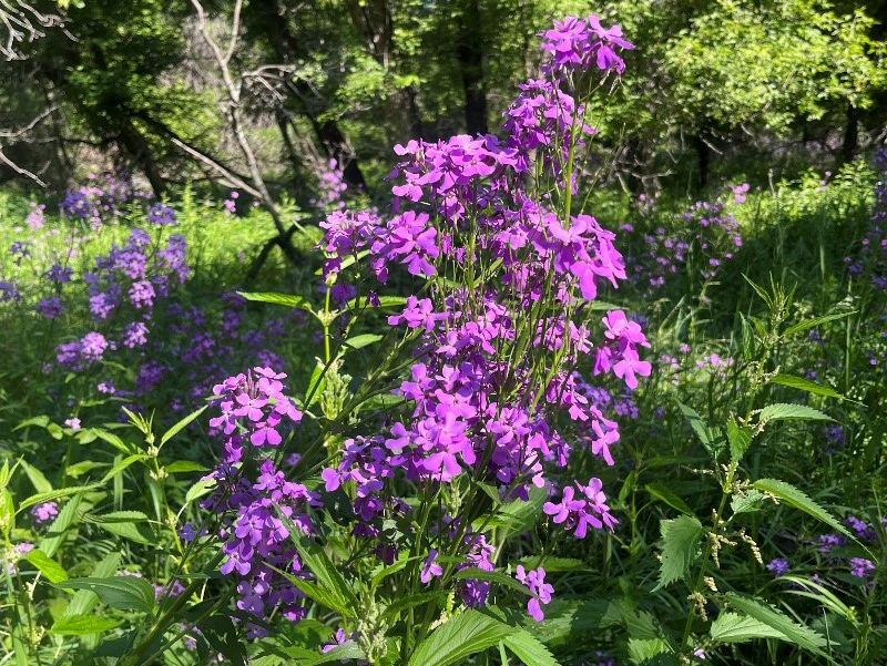 Invasive Dames Rocket with bright purple flowers