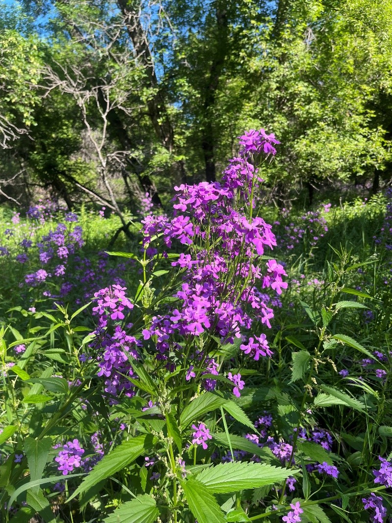 flowers